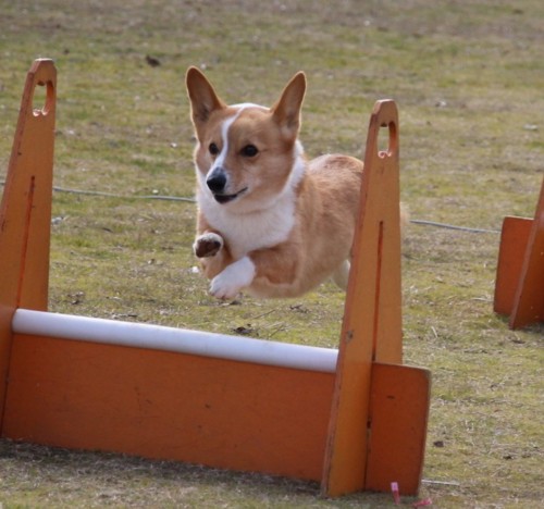 大阪ブロックフライボール競技会 フライボールクラブｓｔａｒ ｄｕｓｔ ｄｏｇｓ