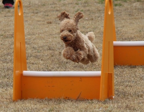 大阪ブロックフライボール競技会 フライボールクラブｓｔａｒ ｄｕｓｔ ｄｏｇｓ