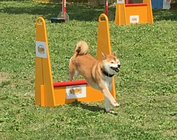 春季本部フライボール競技大会 フライボールクラブｓｔａｒ ｄｕｓｔ ｄｏｇｓ